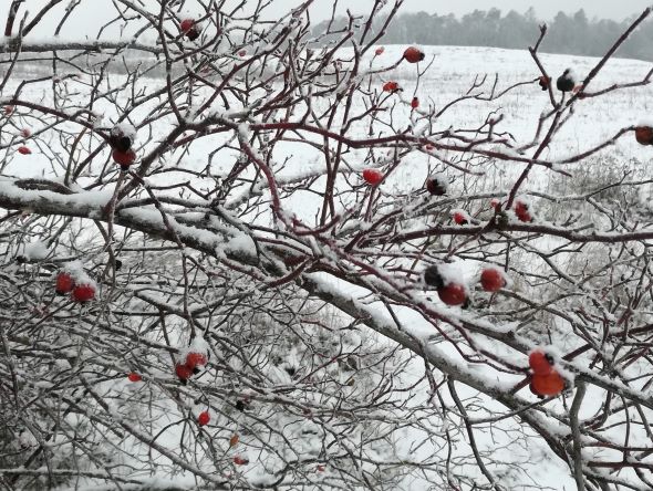 Hagebutte im Schnee