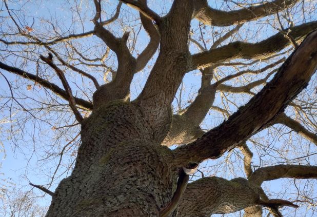 Baum im Winter
